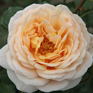Персиково-желтая - Ностальгическая роза